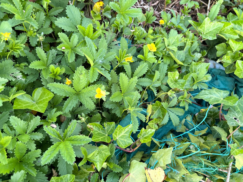 La foto mostra cinque foglie striscianti con fiori gialli e foglie tipicamente palmate sul terreno. La pianta cresce in una vegetazione densa.