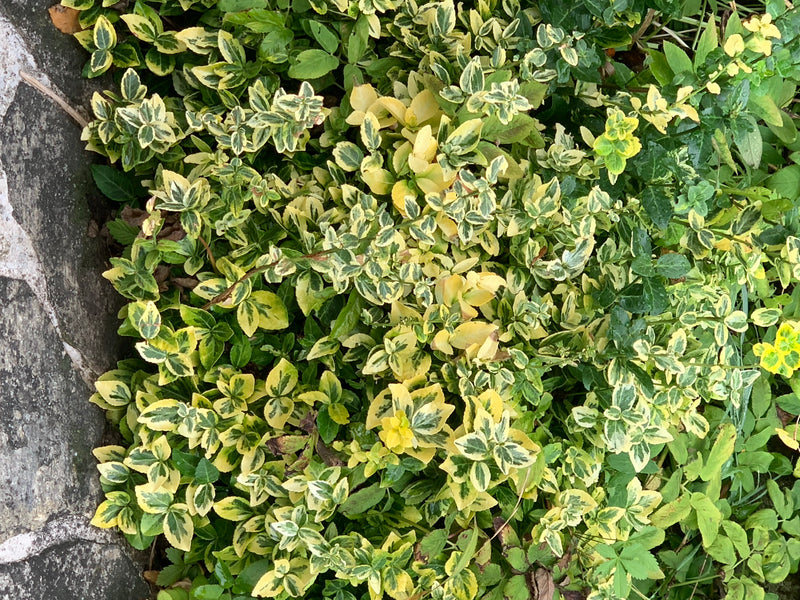 È visibile un denso gruppo di foglie variegate di verde e giallo del euonymus fortunei. La pianta cresce come tappezzante accanto a un muro di pietra.