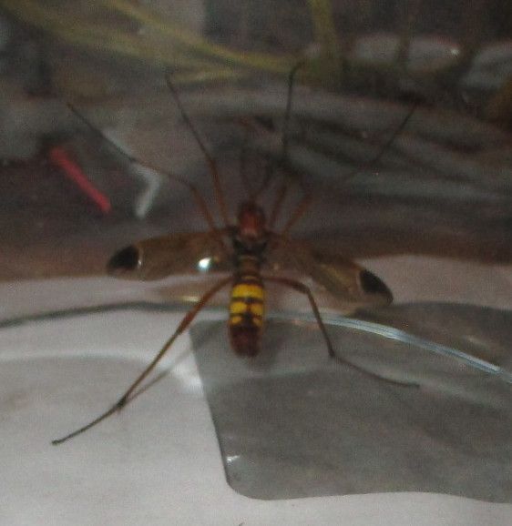 Mosca del prato del croco — Bild 1
