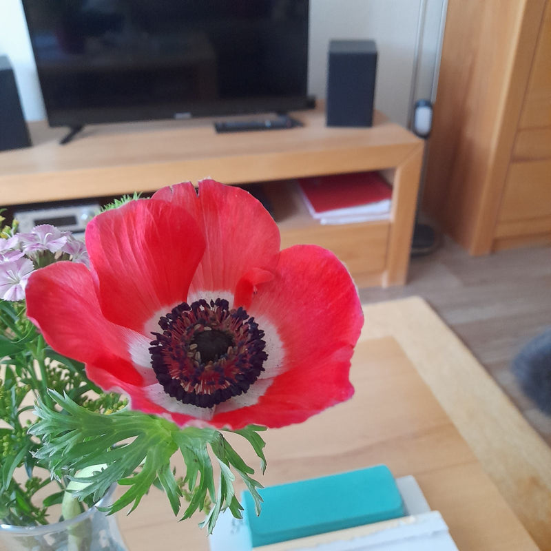 Anemone della corona — Bild 1