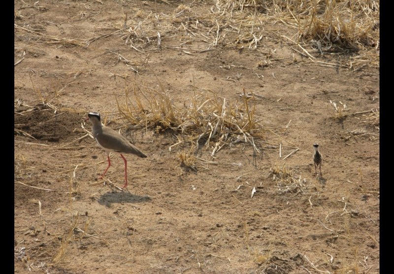 Pavoncella incoronata — Bild 1