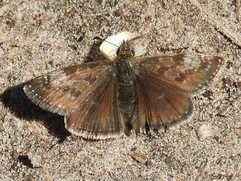 Farfalla di veccia coronata — Bild 1