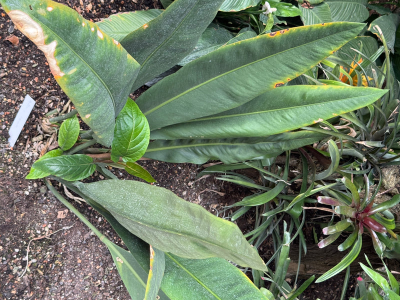 Kubanische Anthurie — foto 2 di 2