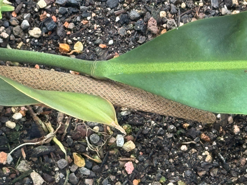 Kubanische Anthurie — foto 1 di 2