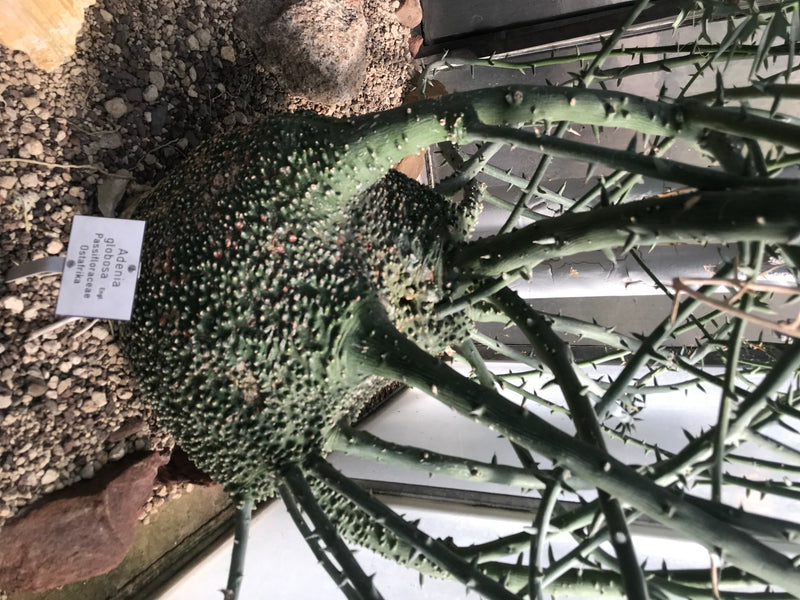 Kugel-Adenie — foto 2 di 3