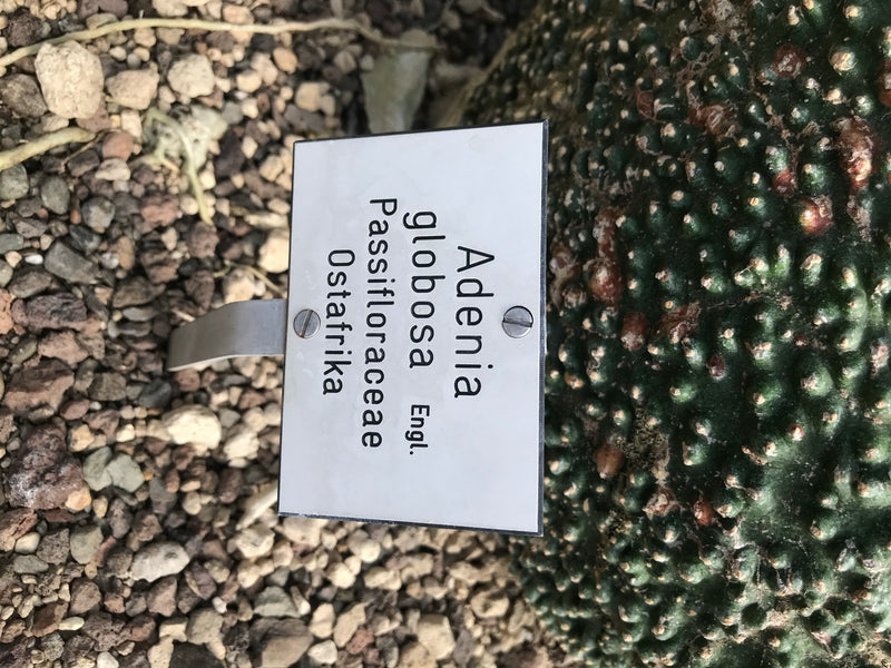 Kugel-Adenie — foto 3 di 3