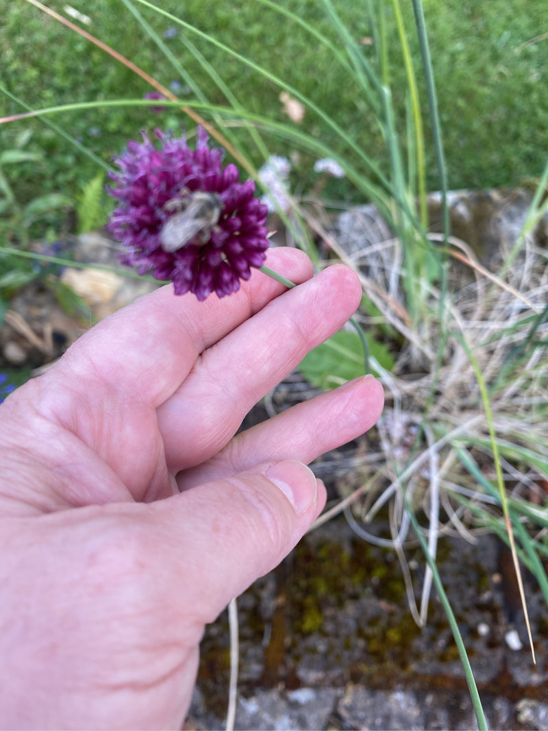 Porro palla — Bild 2