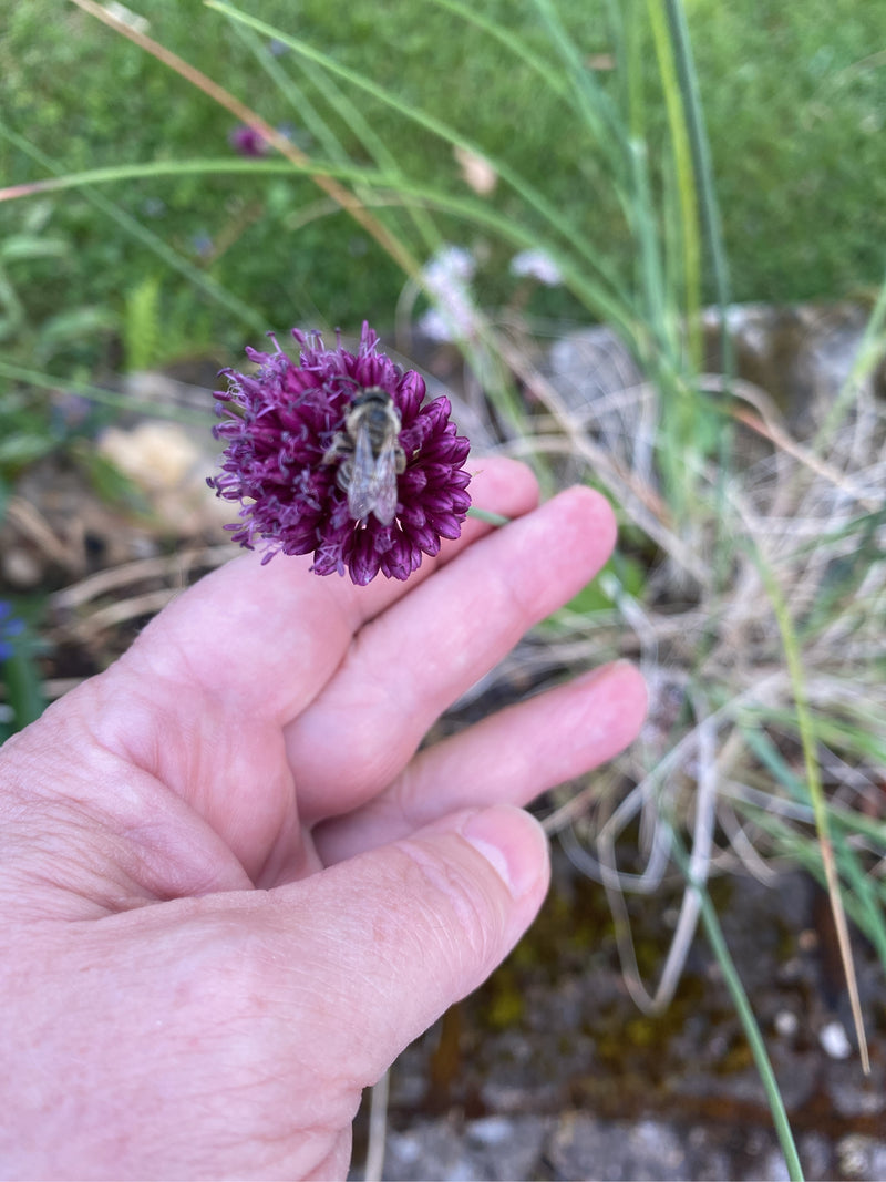 Porro palla — Bild 1