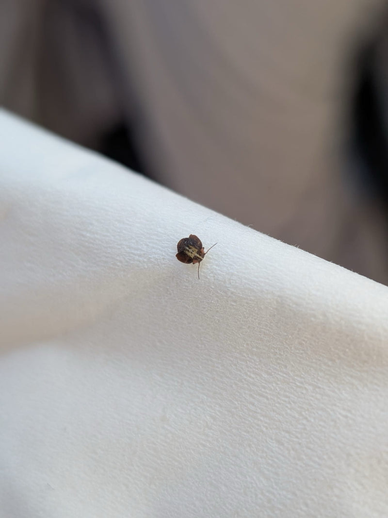 Bug di proiettile — Bild 2