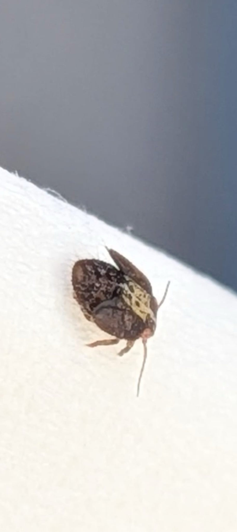 Bug di proiettile — Bild 1