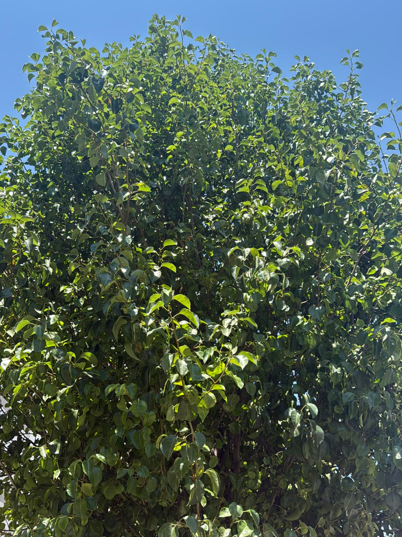 È visibile la chioma verde di un pero coltivato con numerose foglie su un cielo azzurro e limpido.