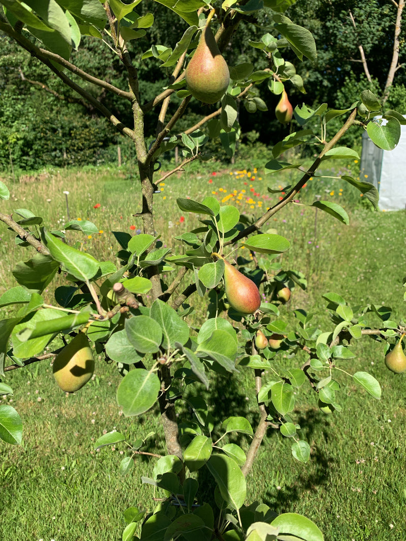 L'immagine mostra un giovane pero (Pyrus communis) con diversi frutti di pero in crescita sui rami. Uno spazio verde del giardino è visibile sullo sfondo.