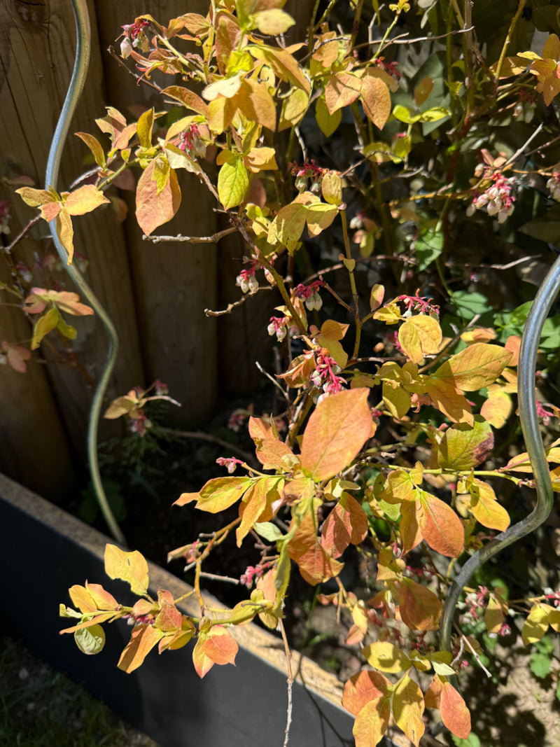 Si vede una pianta di mirtillo coltivato con foglie giallastro-rossastre e piccoli boccioli in un'aiuola da giardino vicino a un supporto.