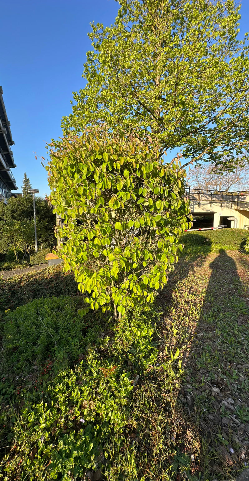 È visibile un arbusto di medie dimensioni di piracanta di Lamarck con foglie verdi alla luce del sole. La pianta si trova in un'area verde urbana.