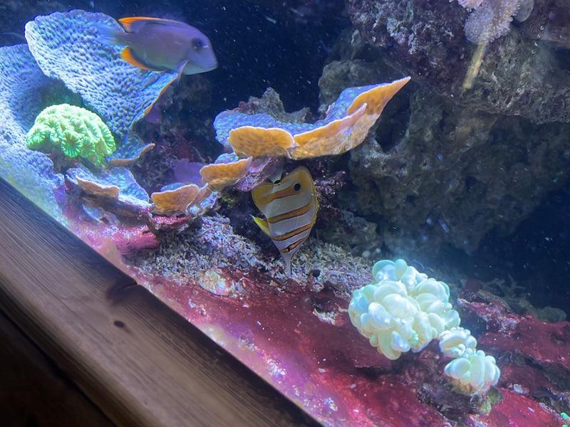 Kupferstreifen-Pinzettfisch — foto 2 di 2