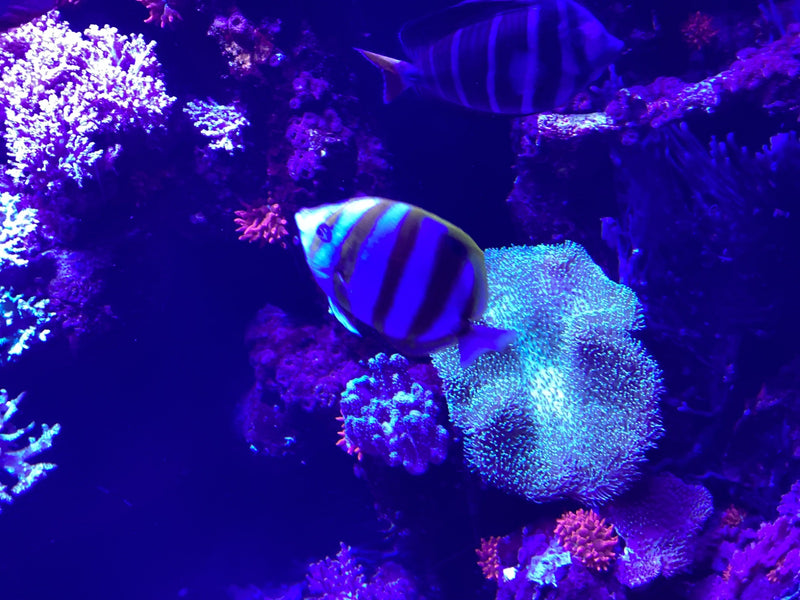 Kupferstreifen-Pinzettfisch — foto 1 di 2