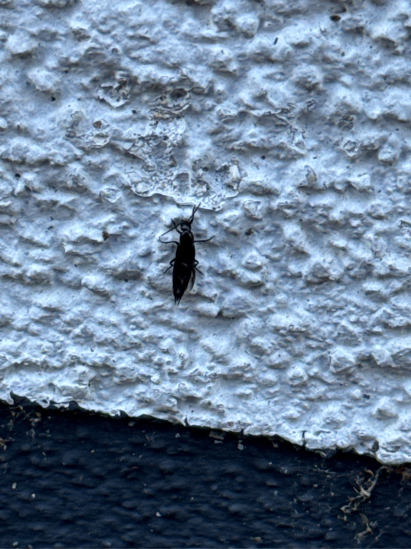 Scarabeo dalle ali corte — foto 3 di 15