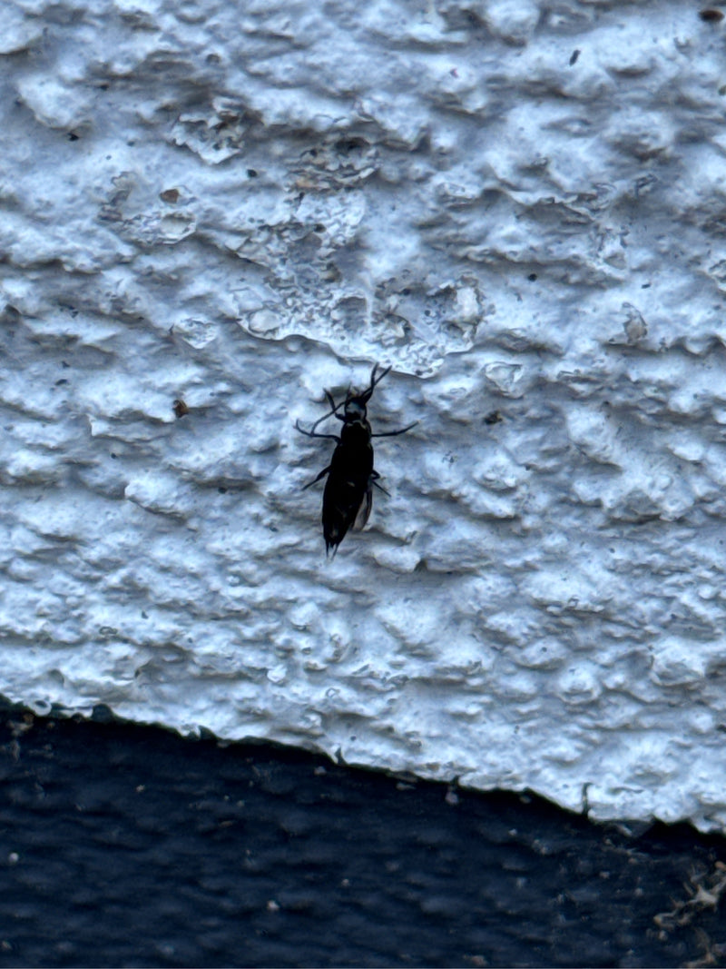 Scarabeo dalle ali corte — foto 4 di 15