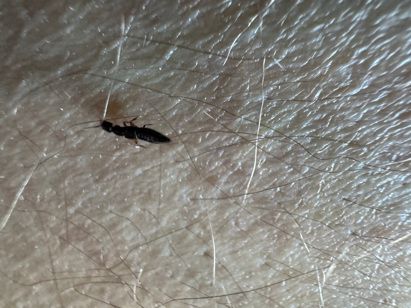 Scarabeo dalle ali corte — foto 5 di 15