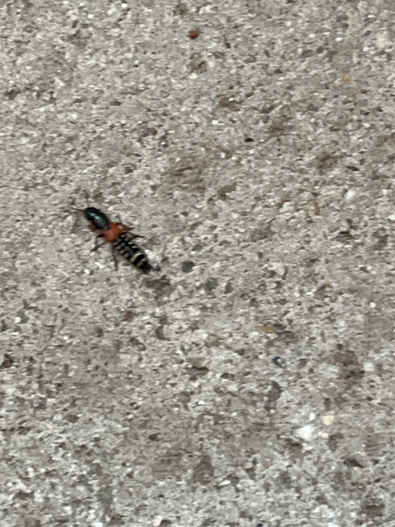 Scarabeo dalle ali corte — foto 2 di 15