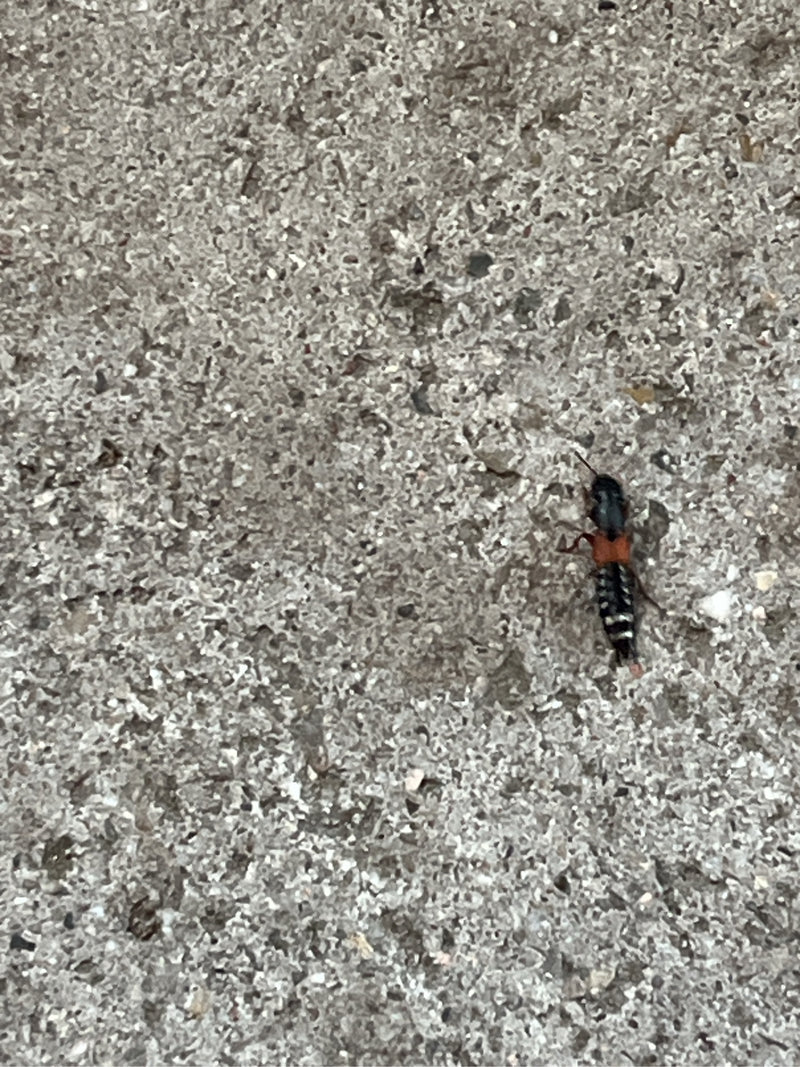 Scarabeo dalle ali corte — foto 1 di 15