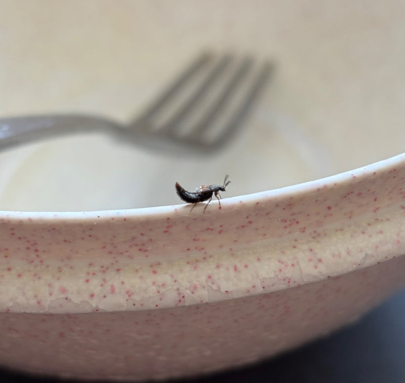 Scarabeo dalle ali corte (genere Aleochara) — Bild 1