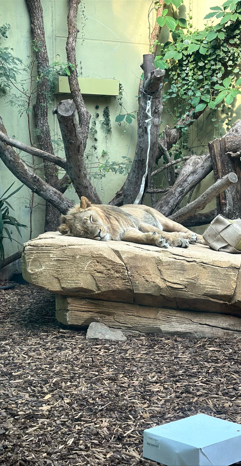 Leone — Bild 1