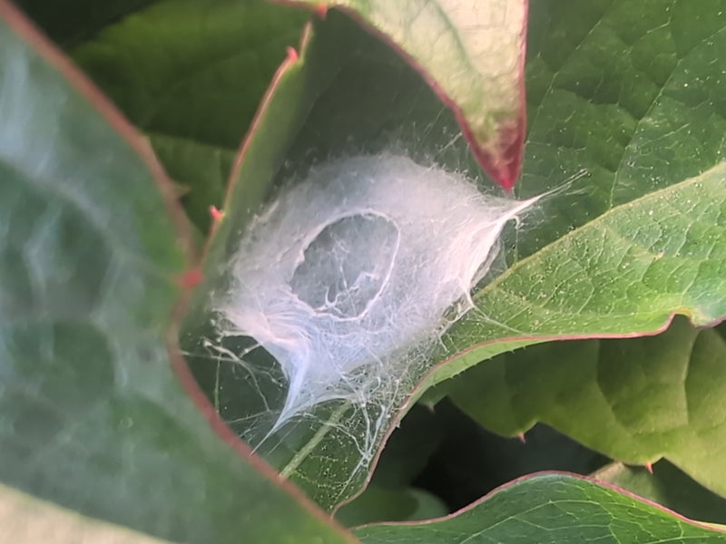 Labyrinthspinne — Bild 2