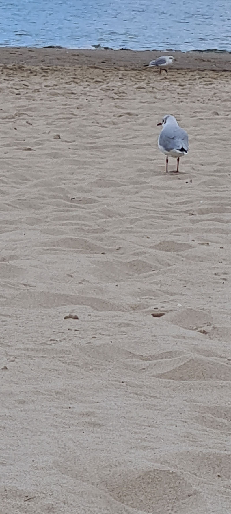 Un gabbiano comune si trova su una spiaggia sabbiosa vicino all'acqua, con un altro gabbiano visibile sullo sfondo.