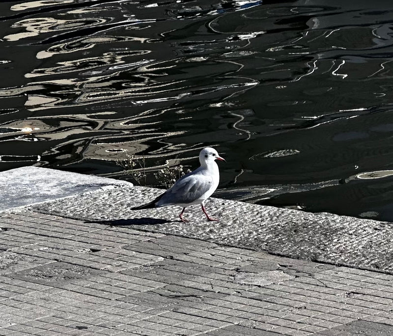 Un gabbiano comune in piumaggio invernale cammina lungo una banchina lastricata vicino all'acqua scura.