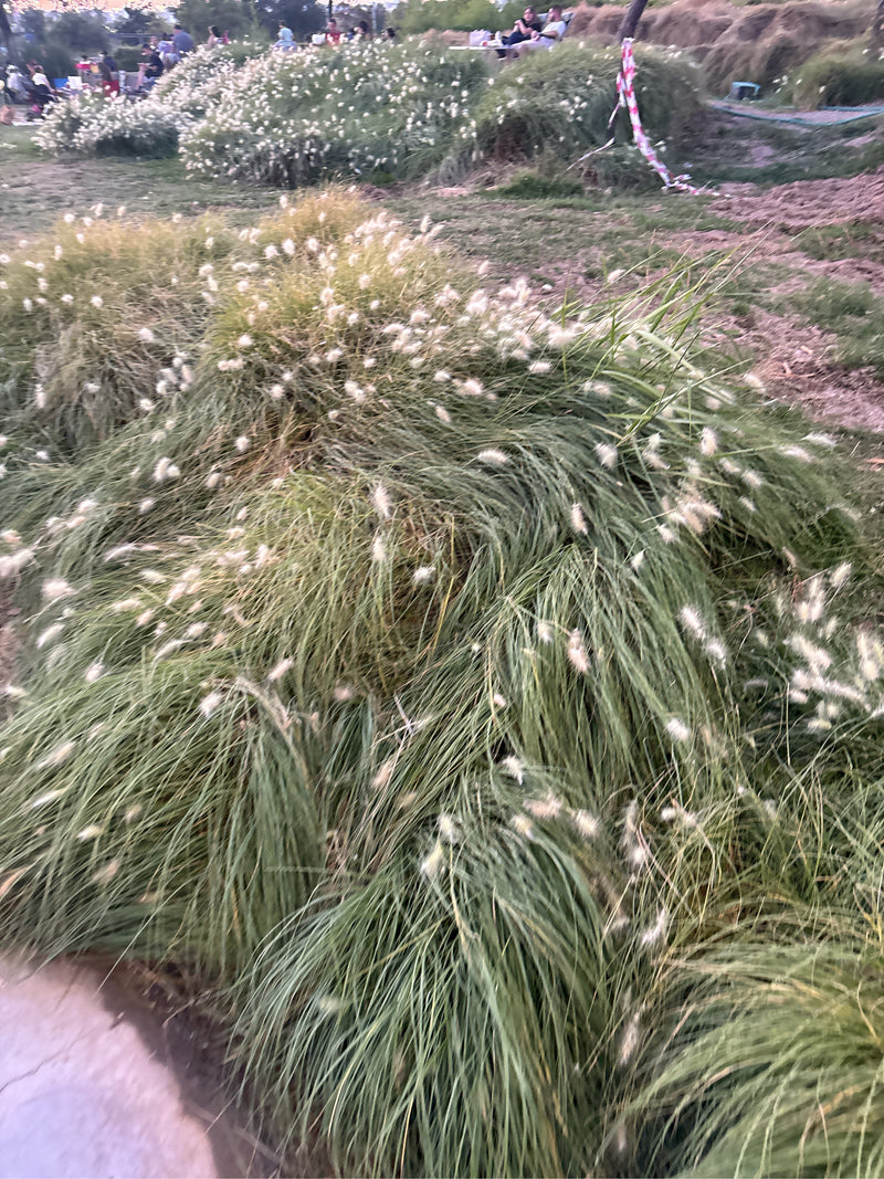 Erba del penniseto — Bild 1