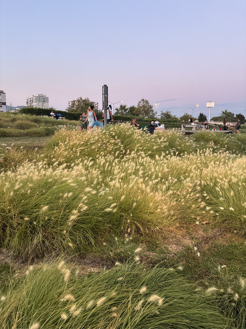 Erba del penniseto — Bild 2