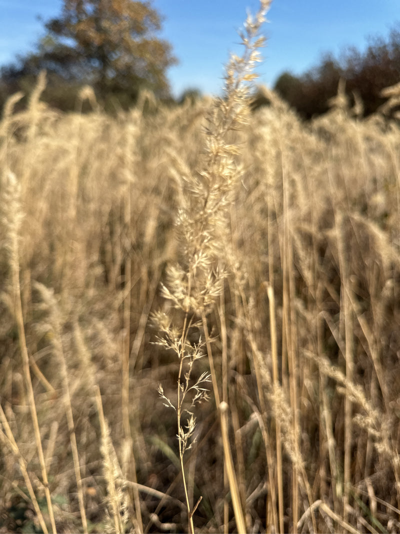 Una pannocchia matura di calamagrostide comune si erge in primo piano su un fitto popolamento di steli secchi sotto il cielo azzurro.