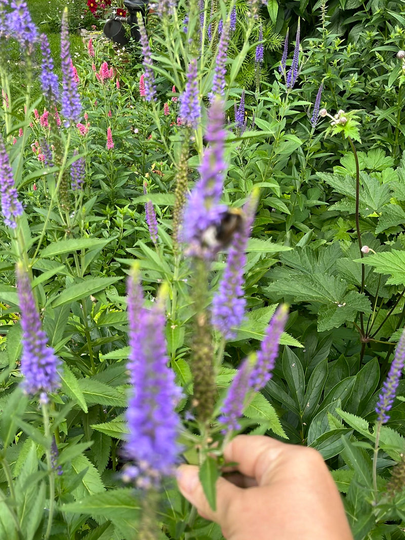 Speedwell a foglia lunga — foto 5 di 9