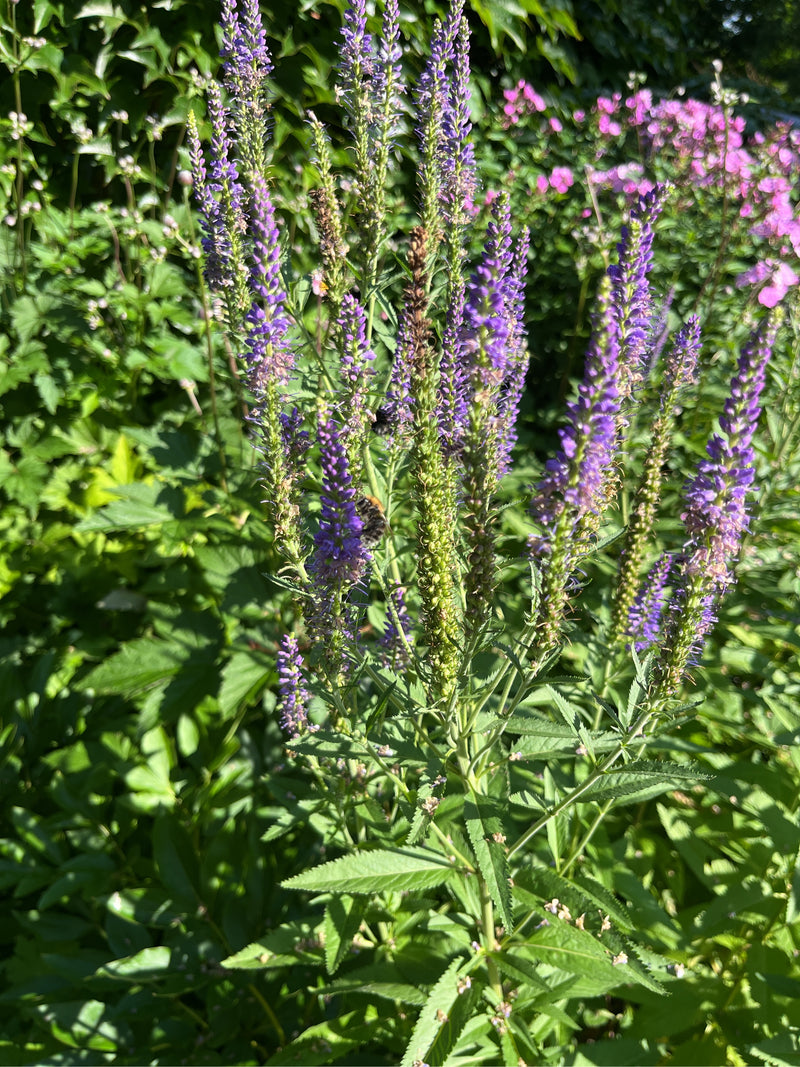 Speedwell a foglia lunga — foto 2 di 9
