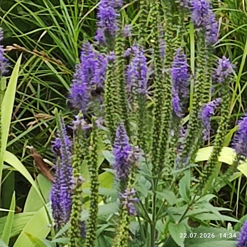Speedwell a foglia lunga — foto 3 di 9