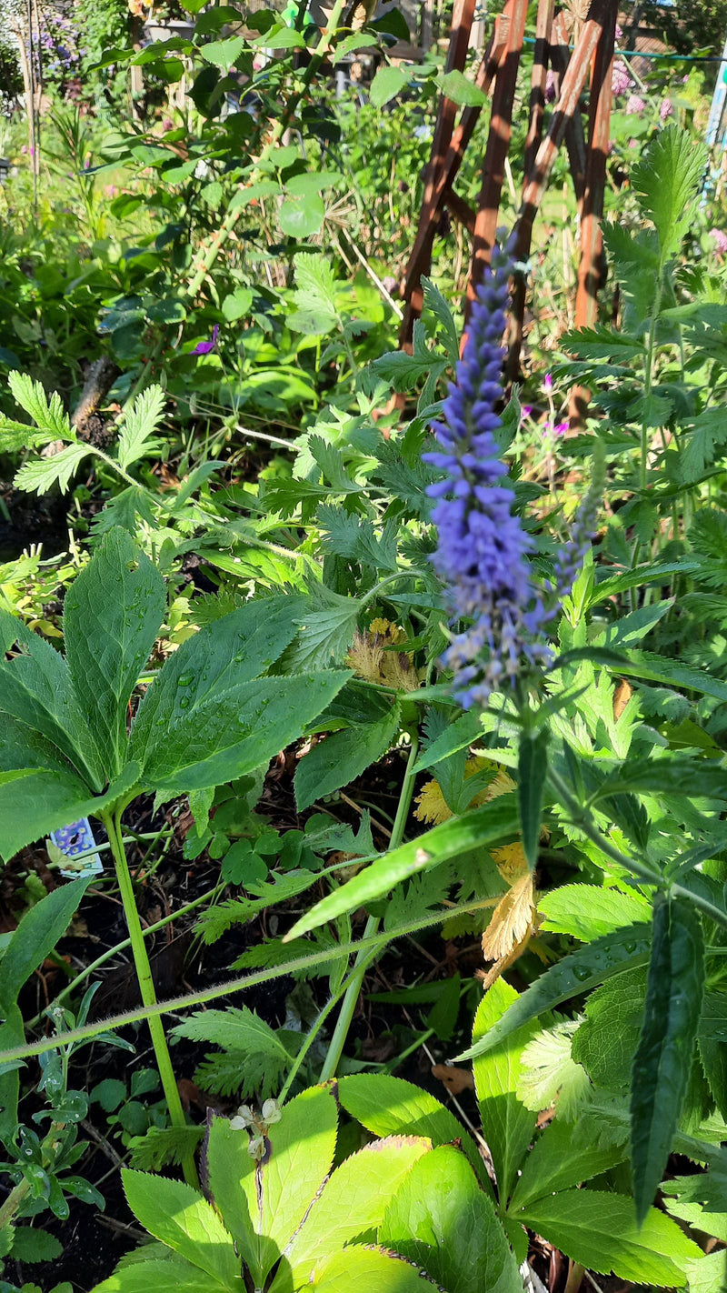Speedwell a foglia lunga — foto 4 di 9