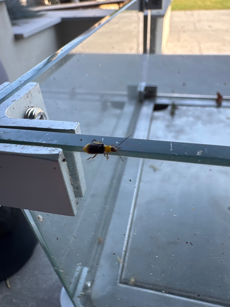 Scarabeo delle foglie dalle corna lunghe — foto 1 di 2