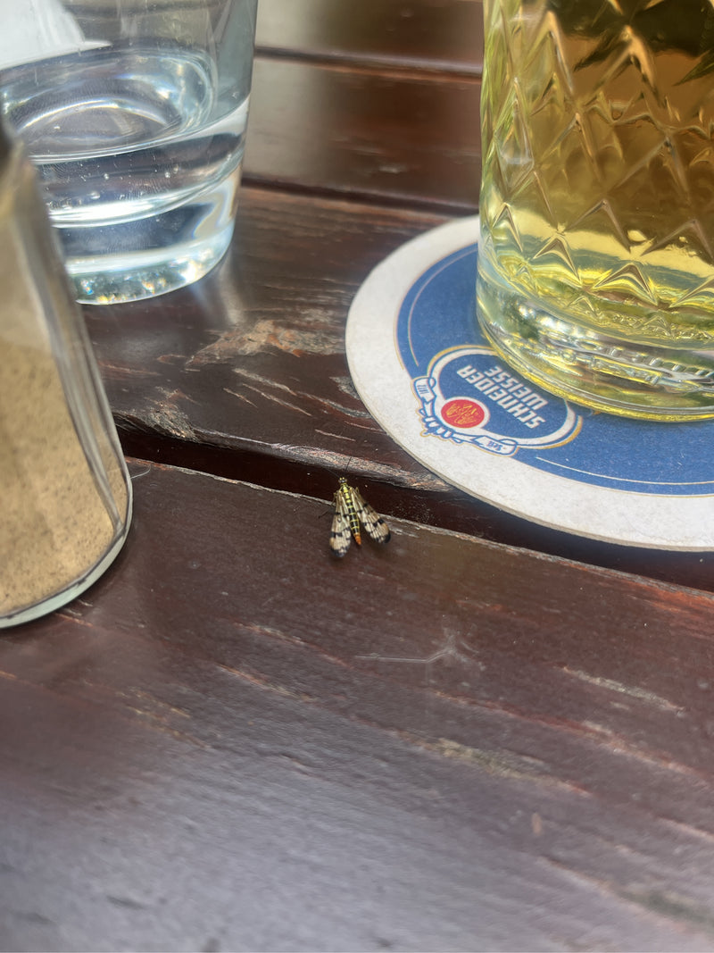 Falena dalle corna lunghe — Bild 1