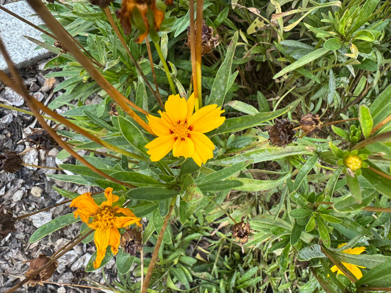 Un fiore giallo di Coreopsis lanceolata circondato da foglie lanceolate e capolini sfioriti in un'aiuola.