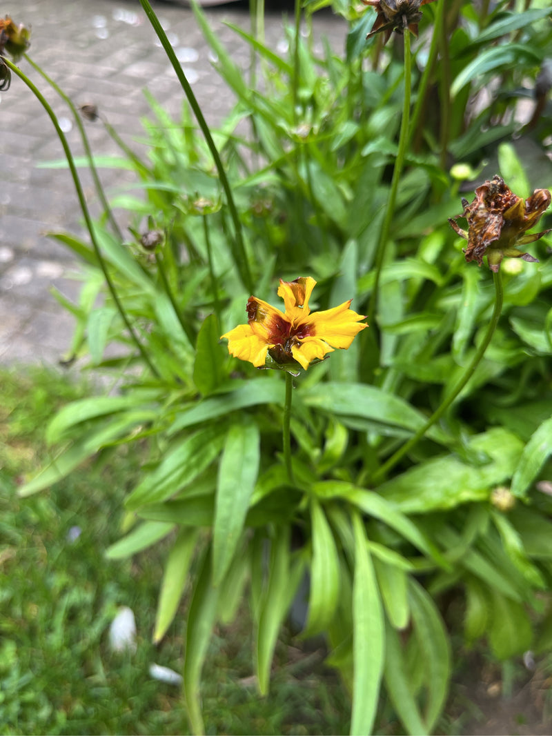 Occhio di ragazza a foglia lanceolata — foto 4 di 12