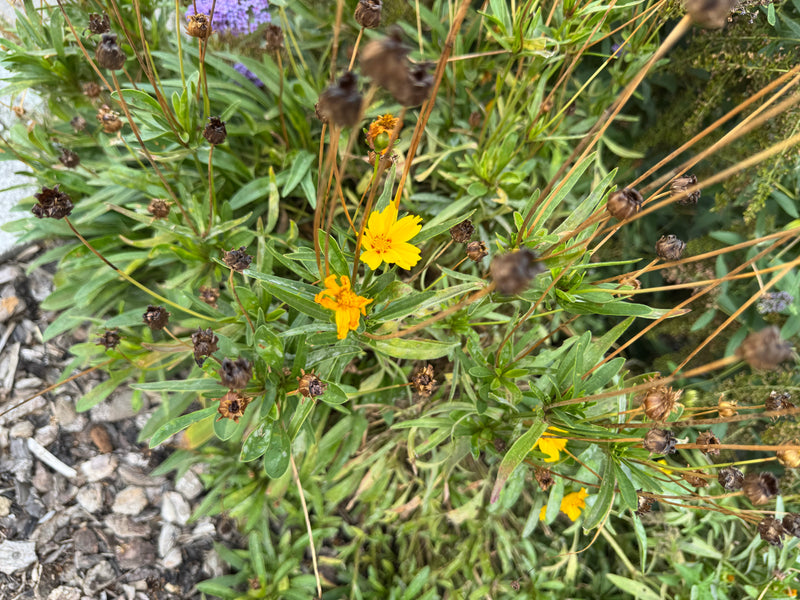 Una Coreopsis lanceolata mostra fiori gialli e capolini appassiti in un'aiuola.