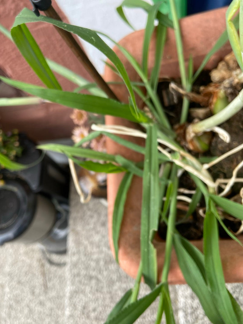 Si vede una pianta di porro con lunghe foglie verdi in un vaso. I bulbi e le basi delle radici sono parzialmente visibili in superficie.