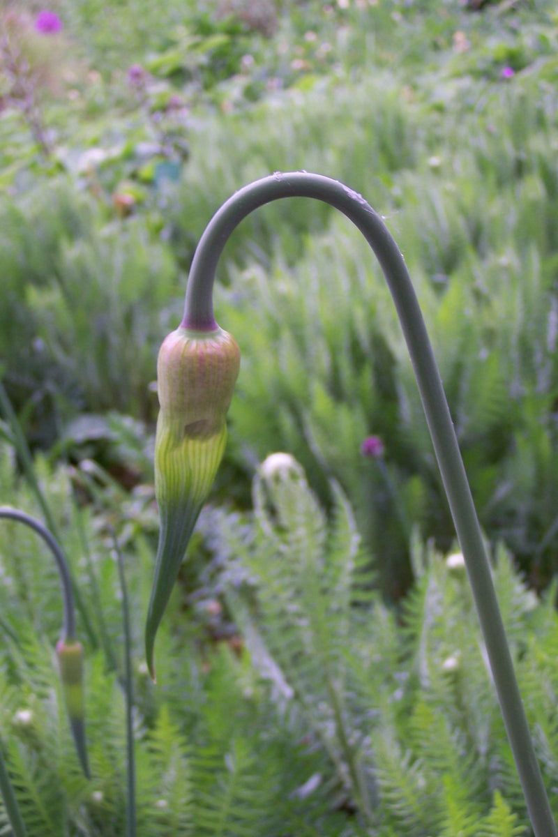 L'immagine mostra un fiore di porro ancora chiuso su un lungo stelo ricurvo. L'ambiente circostante è costituito da vegetazione verde.