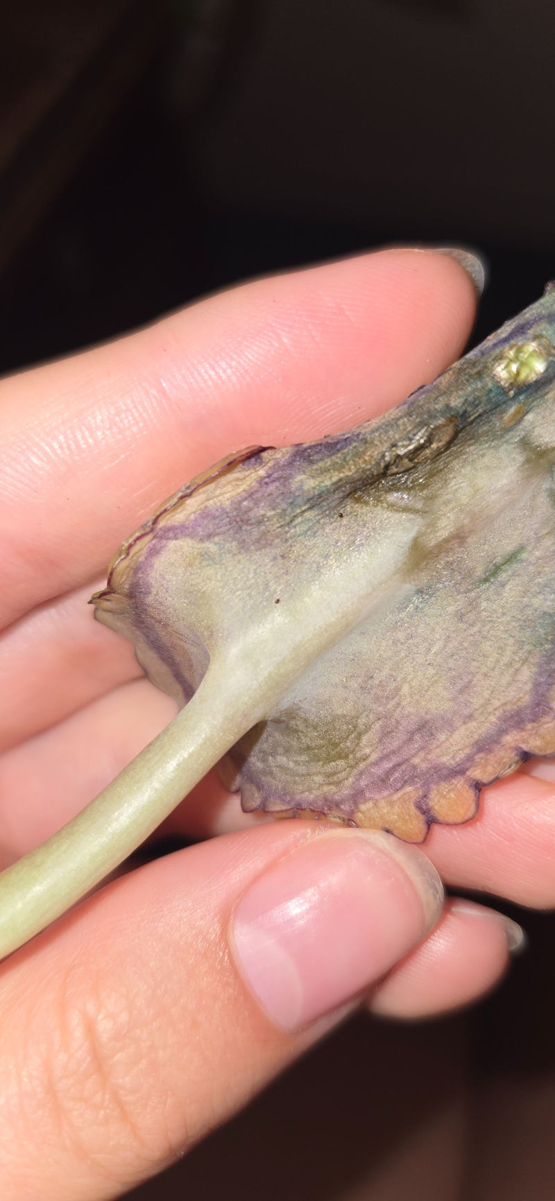 Kalanchoe alla lavanda — Bild 1