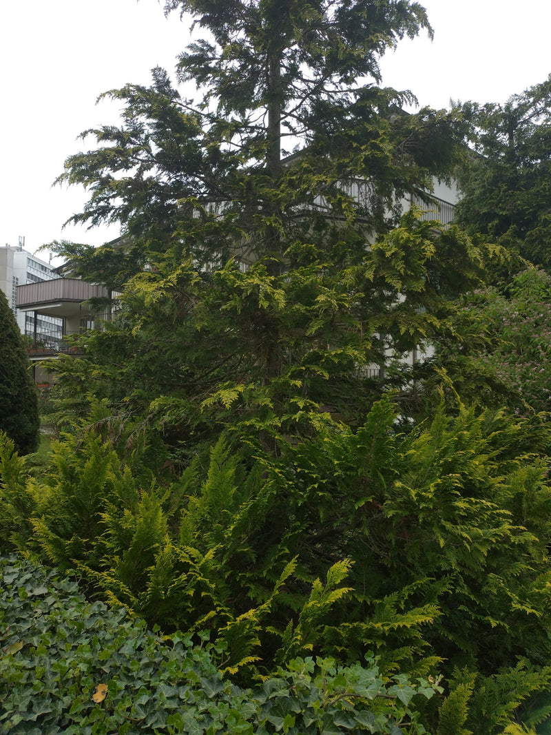 Cipresso dell'Oregon — Bild 2