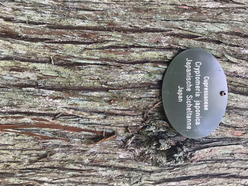 Primo piano della corteccia fibrosa di una Cryptomeria japonica con una targhetta identificativa.
