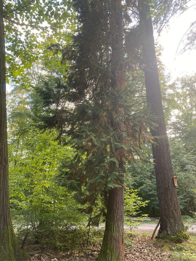 È visibile un cipresso di Lawson adulto in un bosco. L'albero si erge tra altri alberi su terreno naturale.