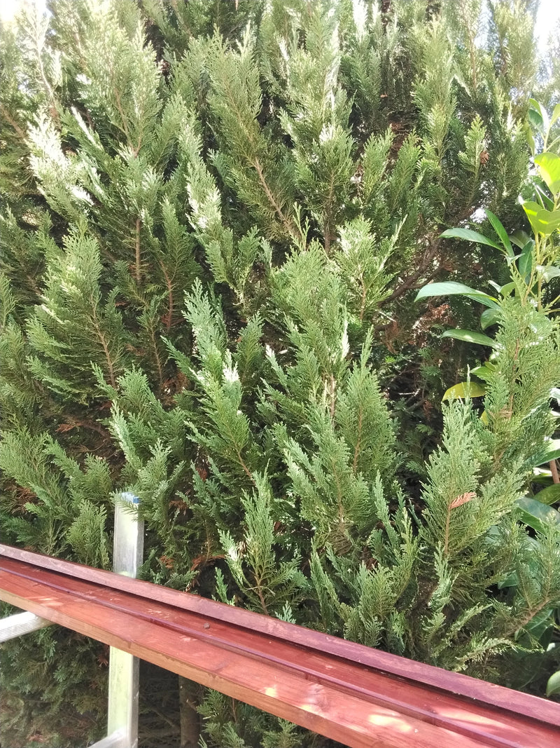 Si vede una sezione di un cipresso di Lawson con i suoi fitti aghi squamiformi. In primo piano c'è una lista di legno.