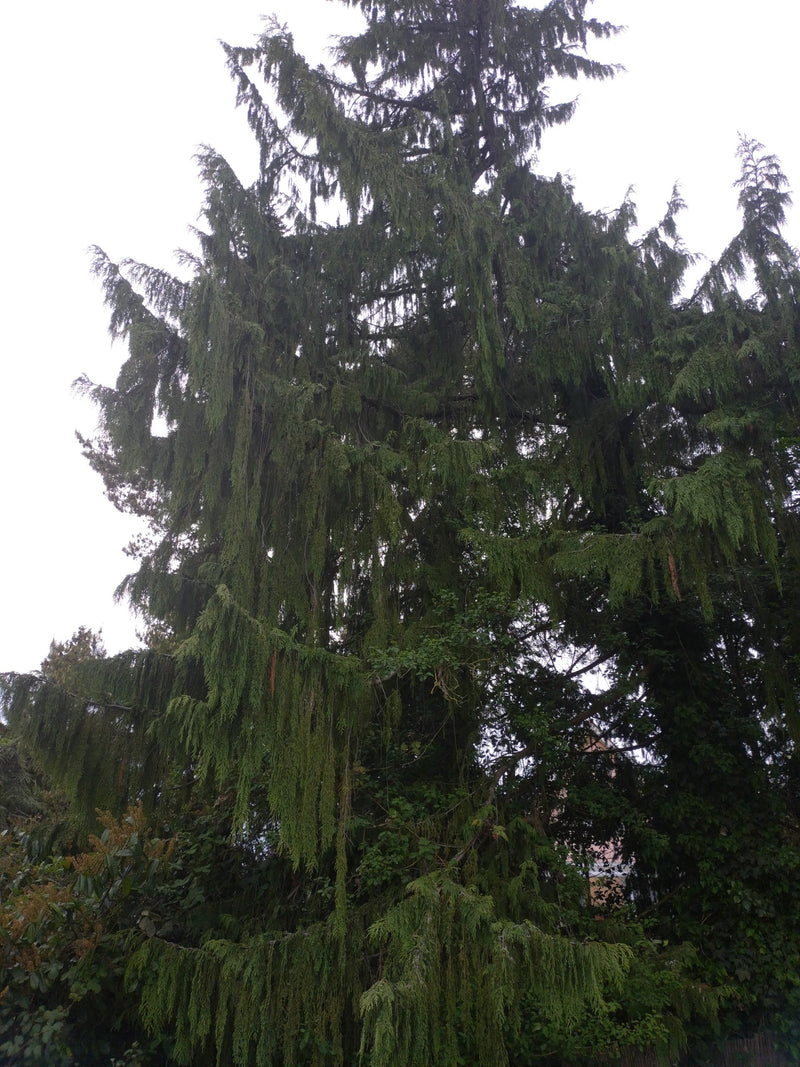 Cipresso dell'Oregon — Bild 1